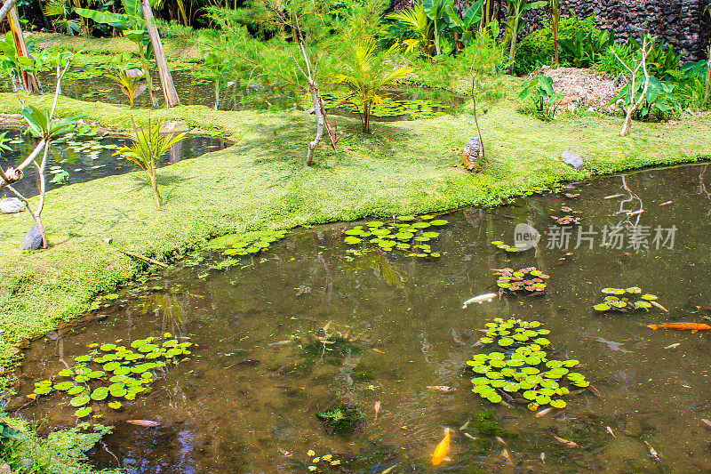 印度尼西亚巴厘岛的Tirta Empul temple。